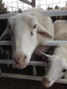 307907_10152549571410352_390447062_n