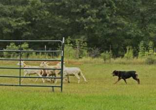 Ava Started B Sheep August 2014