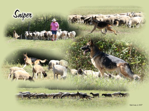 Parciak 11x14 collage 2 rev A